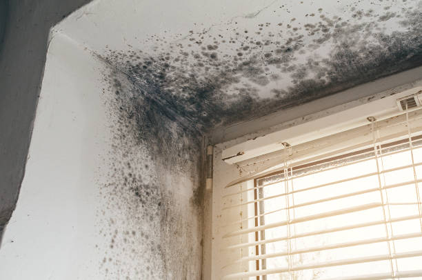 Affordable Hvac And Air Duct Mold Remediation solutions in Kingsley, MI